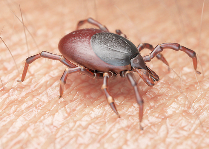 Diagnosis and Therapy of Lyme Disease